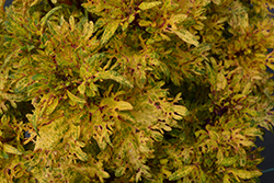 Dream Catcher Coleus (Solenostemon scutellarioides 'Dreamcatcher') at Lakeshore Garden Centres
