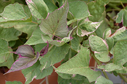Tricolor Sweet Potato Vine (Ipomoea batatas 'Tricolor') at A Very Successful Garden Center