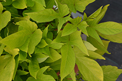 South of the Border Chihuahua Sweet Potato Vine (Ipomoea batatas 'South of the Border Chihuahua') at Lakeshore Garden Centres