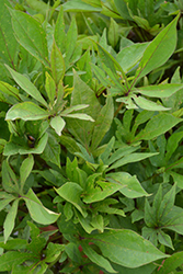 South of the Border Guacamole Sweet Potato Vine (Ipomoea batatas 'South of the Border Guacamole') at Lakeshore Garden Centres