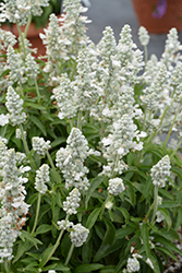 Evolution White Salvia (Salvia farinacea 'Evolution White') at Lakeshore Garden Centres