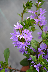 Scalora Saphira Blue Fan Flower (Scaevola aemula 'Scalora Saphira Blue') at Lakeshore Garden Centres