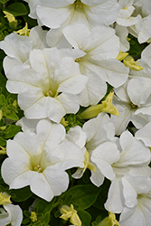 Panache Marshmallow Petunia (Petunia 'Panache Marshmallow') at Lakeshore Garden Centres