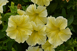 Panache Lemonade Stand Petunia (Petunia 'Panache Lemonade Stand') at Lakeshore Garden Centres