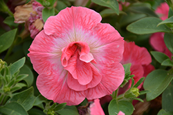 Panache Double Trouble Petunia (Petunia 'Panache Double Trouble') at Lakeshore Garden Centres