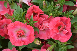 Panache Double Trouble Petunia (Petunia 'Panache Double Trouble') at Lakeshore Garden Centres