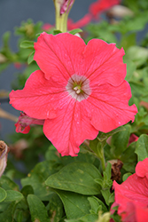 Panache Coral Reef Petunia (Petunia 'Panache Coral Reef') at Lakeshore Garden Centres