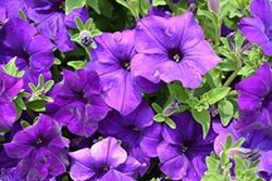 Panache Blue Denim Petunia (Petunia 'Panache Blue Denim') at Lakeshore Garden Centres