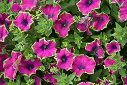 Crazytunia Kermit Purple Petunia (Petunia 'Crazytunia Kermit Purple') at Lakeshore Garden Centres
