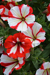 Crazytunia Cherry Cheesecake Petunia (Petunia 'Crazytunia Cherry Cheesecake') at Lakeshore Garden Centres
