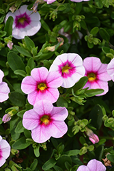 Kimono Obi Lavender Calibrachoa (Calibrachoa 'Kimono Obi Lavender') at Lakeshore Garden Centres