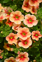 Kimono Koi Calibrachoa (Calibrachoa 'Kimono Koi') at Lakeshore Garden Centres