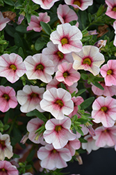 Kimono Kim Chi Calibrachoa (Calibrachoa 'Kimono Kim Chi') at Lakeshore Garden Centres