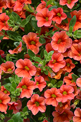 Catwalk Mandarin Glow Calibrachoa (Calibrachoa 'Catwalk Mandarin Glow') at Lakeshore Garden Centres
