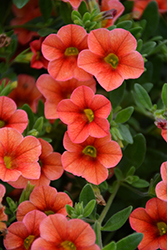 Catwalk Mandarin Glow Calibrachoa (Calibrachoa 'Catwalk Mandarin Glow') at Lakeshore Garden Centres