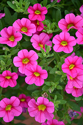 Catwalk Lipstick Pink Calibrachoa (Calibrachoa 'Catwalk Lipstick Pink') at Lakeshore Garden Centres