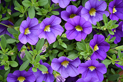 Catwalk Blue Jeans Calibrachoa (Calibrachoa 'Catwalk Blue Jeans') at Lakeshore Garden Centres