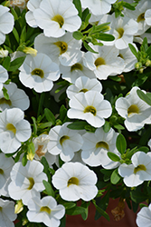 Catwalk Pure Cotton Calibrachoa (Calibrachoa 'Catwalk Pure Cotton') at Lakeshore Garden Centres