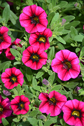 Kimono Black Dragon Calibrachoa (Calibrachoa 'Kimono Black Dragon') at Lakeshore Garden Centres