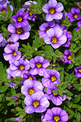 Kimono Blue Dragon Calibrachoa (Calibrachoa 'Kimono Blue Dragon') at Lakeshore Garden Centres