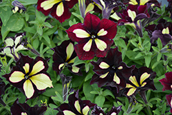 Crazytunia Star Jubilee Petunia (Petunia 'Crazytunia Star Jubilee') at Lakeshore Garden Centres