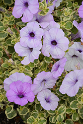 Glamouflage Blueberry Petunia (Petunia 'Glamouflage Blueberry') at Lakeshore Garden Centres