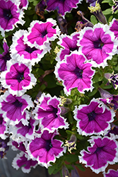 Panache Aubergine Halo Petunia (Petunia 'Panache Aubergine Halo') at Lakeshore Garden Centres