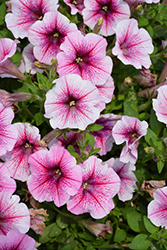 Panache Berrylicious Petunia (Petunia 'Panache Berrylicious') at Lakeshore Garden Centres
