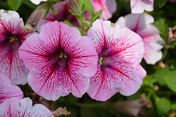 Panache Berrylicious Petunia (Petunia 'Panache Berrylicious') at Lakeshore Garden Centres