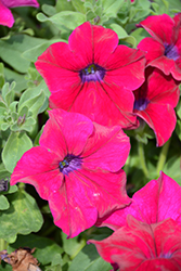 Panache Molten Magenta Petunia (Petunia 'Panache Molten Magenta') at Lakeshore Garden Centres