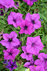 Panache Purple Panda Petunia (Petunia 'Panache Purple Panda') at Lakeshore Garden Centres