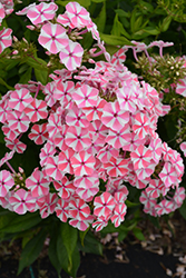 Peppermint Twist Garden Phlox (Phlox paniculata 'Peppermint Twist') at Lakeshore Garden Centres