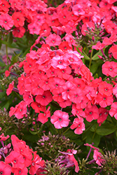 Peacock Cherry Red Garden Phlox (Phlox paniculata 'Peacock Cherry Red') at Lakeshore Garden Centres