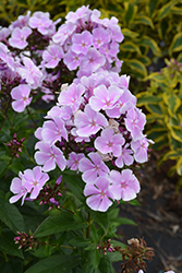 Franz Schubert Garden Phlox (Phlox paniculata 'Franz Schubert') at Lakeshore Garden Centres