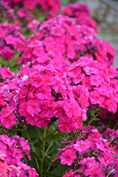 Garden Girls Material Girl Garden Phlox (Phlox paniculata 'Material Girl') at Lakeshore Garden Centres
