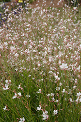 Summer Breeze Gaura (Gaura lindheimeri 'Summer Breeze') at Lakeshore Garden Centres