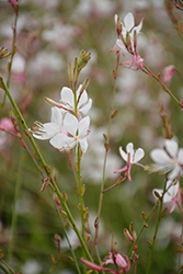 Summer Breeze Gaura (Gaura lindheimeri 'Summer Breeze') at Lakeshore Garden Centres