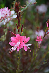 Passionate Rainbow Petite Gaura (Gaura lindheimeri 'Passionate Rainbow Petite') at Lakeshore Garden Centres