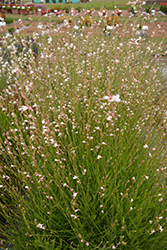 Grace Haze Gaura (Gaura lindheimeri 'Grace Haze') at Lakeshore Garden Centres