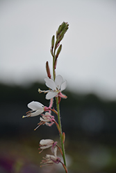 Grace Haze Gaura (Gaura lindheimeri 'Grace Haze') at Lakeshore Garden Centres