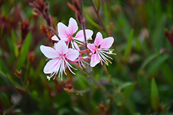 Grace Blush Gaura (Gaura lindheimeri 'Grace Blush') at Lakeshore Garden Centres