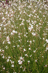 Geyser White Gaura (Gaura lindheimeri 'Geyser White') at Lakeshore Garden Centres