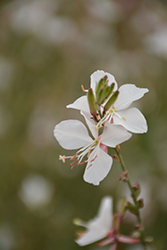Geyser White Gaura (Gaura lindheimeri 'Geyser White') at Lakeshore Garden Centres