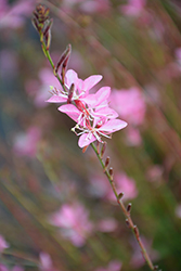 Geyser Pink Gaura (Gaura lindheimeri 'Geyser Pink') at Lakeshore Garden Centres