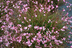 Gaudi Rose Gaura (Gaura lindheimeri 'Florgaucompro') at Lakeshore Garden Centres