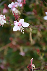 Gaudi Pink Gaura (Gaura lindheimeri 'Florgaucompi') at Lakeshore Garden Centres