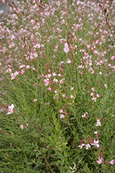 Freefolk Rosy Gaura (Gaura lindheimeri 'Harrfolk') at Lakeshore Garden Centres