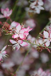 Freefolk Rosy Gaura (Gaura lindheimeri 'Harrfolk') at Lakeshore Garden Centres