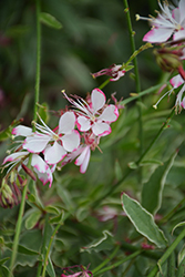 Freefolk Rosy Gaura (Gaura lindheimeri 'Harrfolk') at Lakeshore Garden Centres