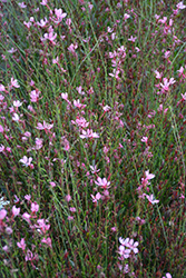 Bantam Pink Gaura (Gaura lindheimeri 'Bantam Pink') at Lakeshore Garden Centres